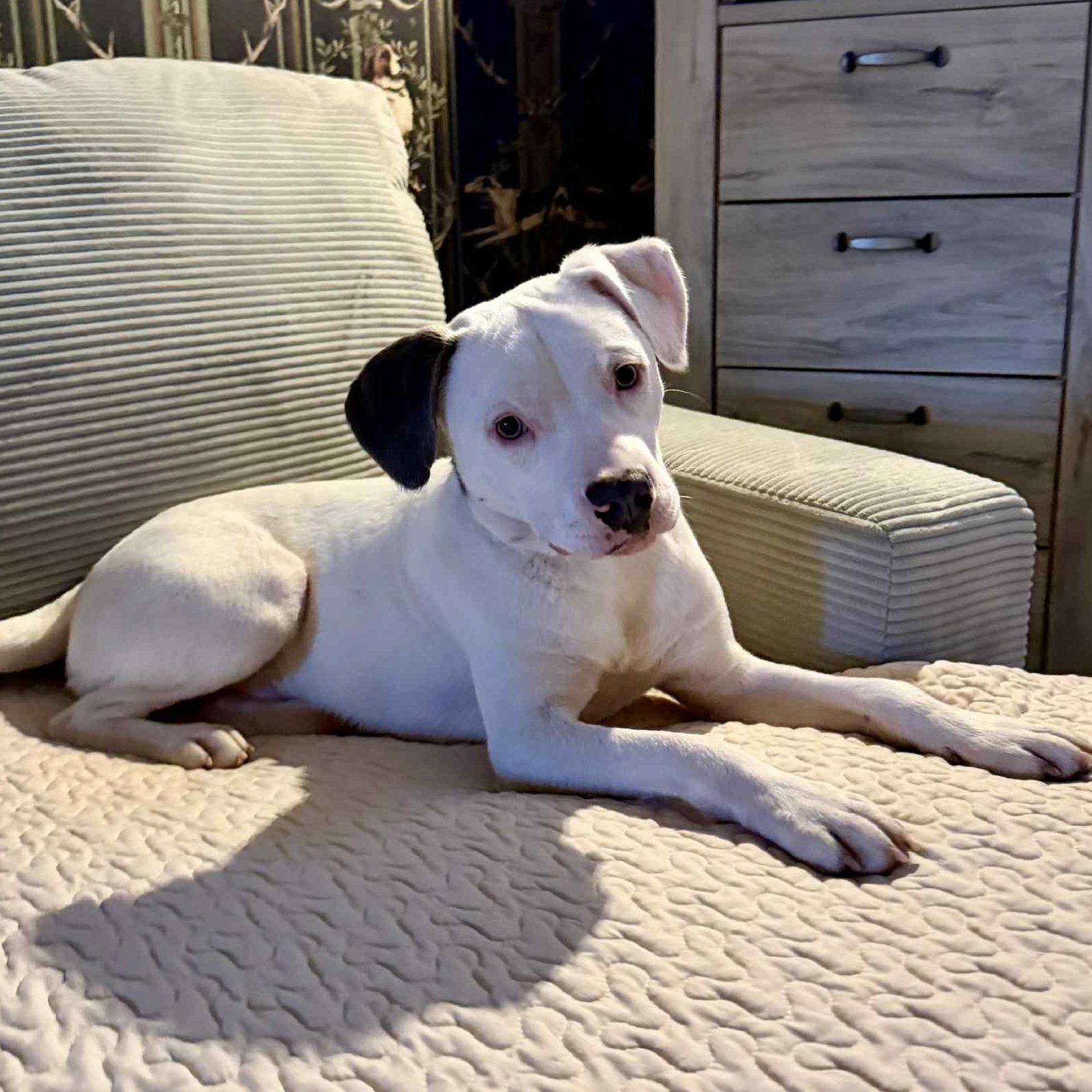 Enlarge Marky, a Adoptable mixed breed in Portland, OR image 6/6