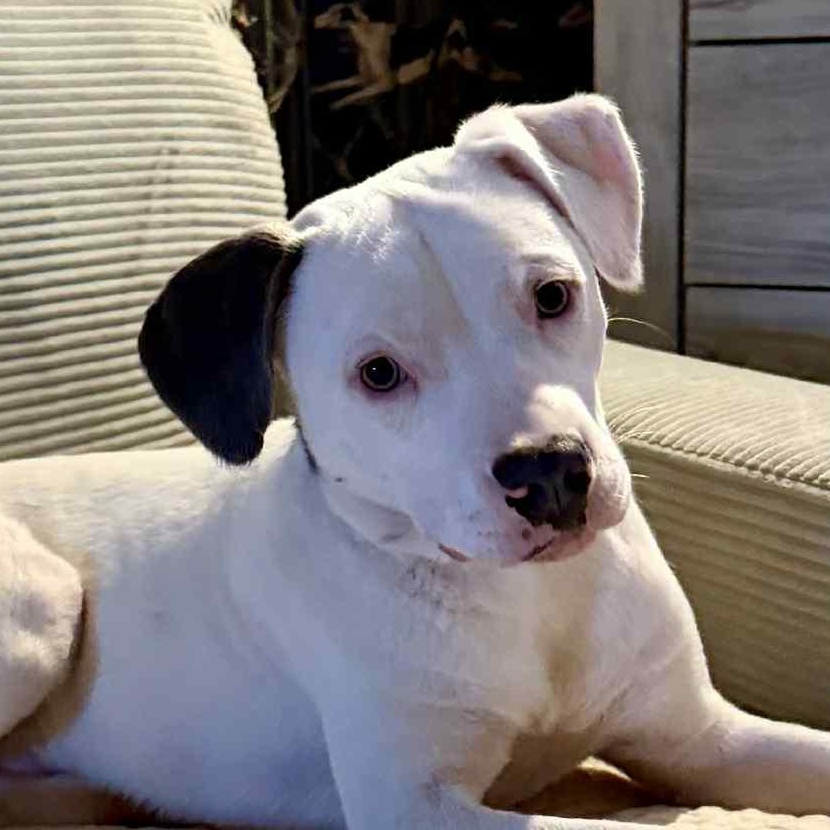 Enlarge Marky, a Adoptable mixed breed in Portland, OR image 2/6