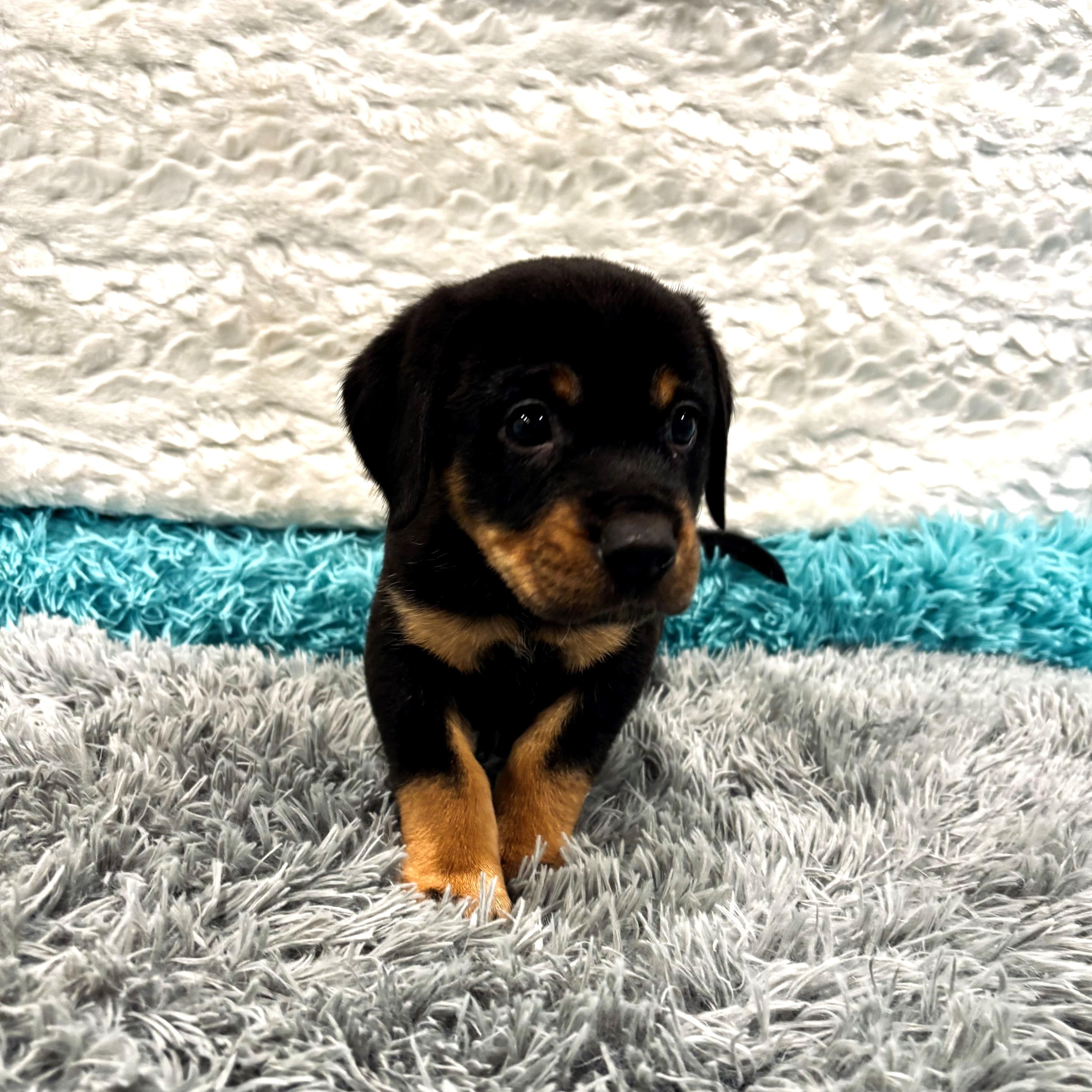 Enlarge Anna of "Cleves", a Adoptable Mixed Breed in Canal Winchester, OH image 1/2