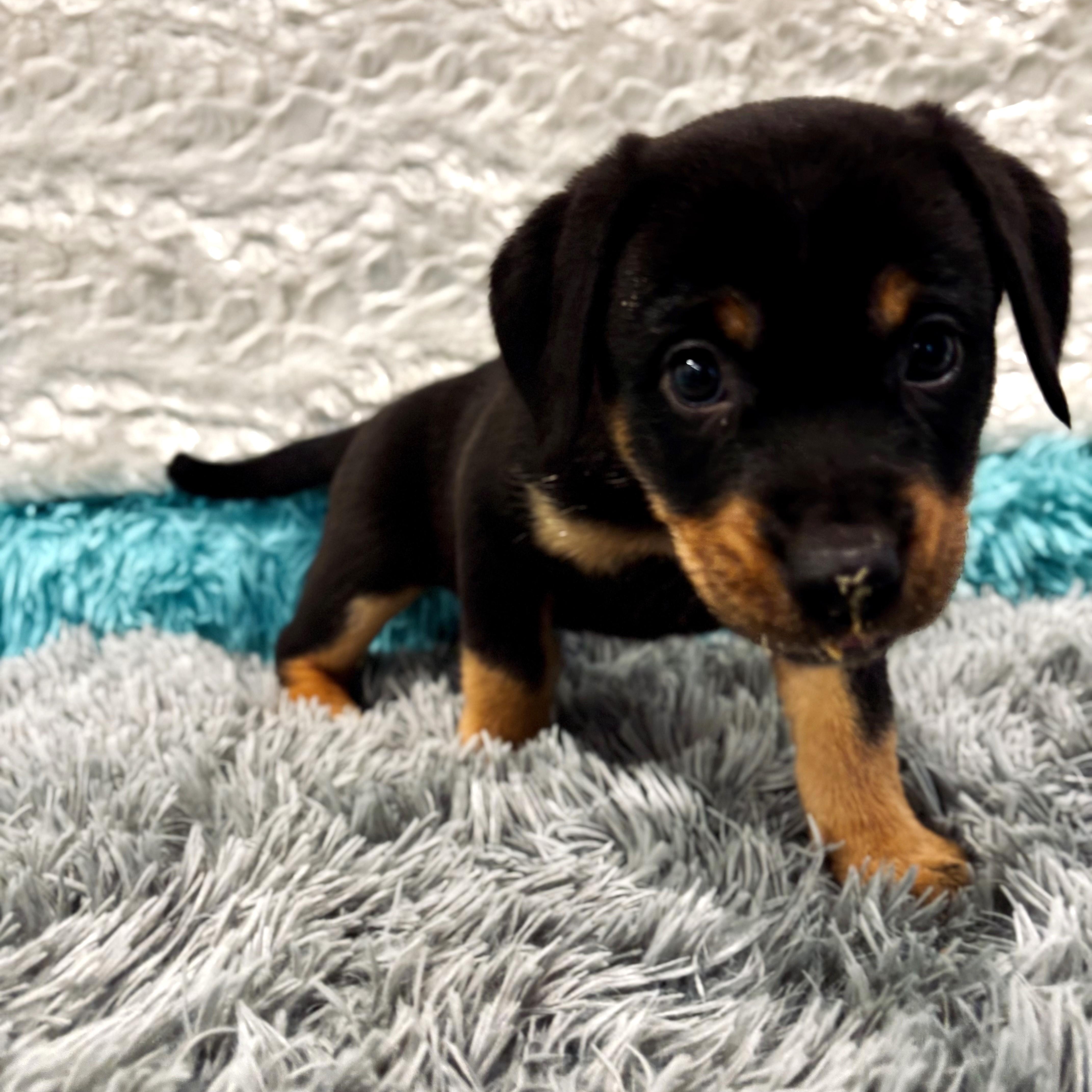 Enlarge Anna of "Cleves", a Adoptable Mixed Breed in Canal Winchester, OH image 2/2