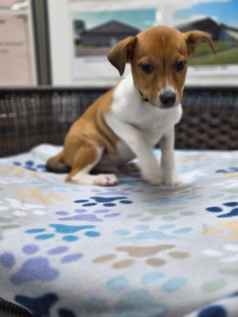 Logan, Adoptable, Puppy Male Rat Terrier & Border Collie.