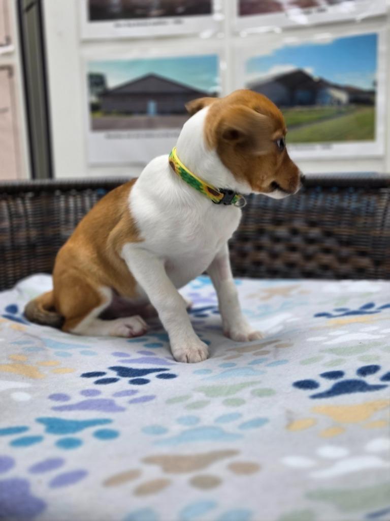 Enlarge Logan, a Adoptable mixed breed in Neillsville, WI image 2/5