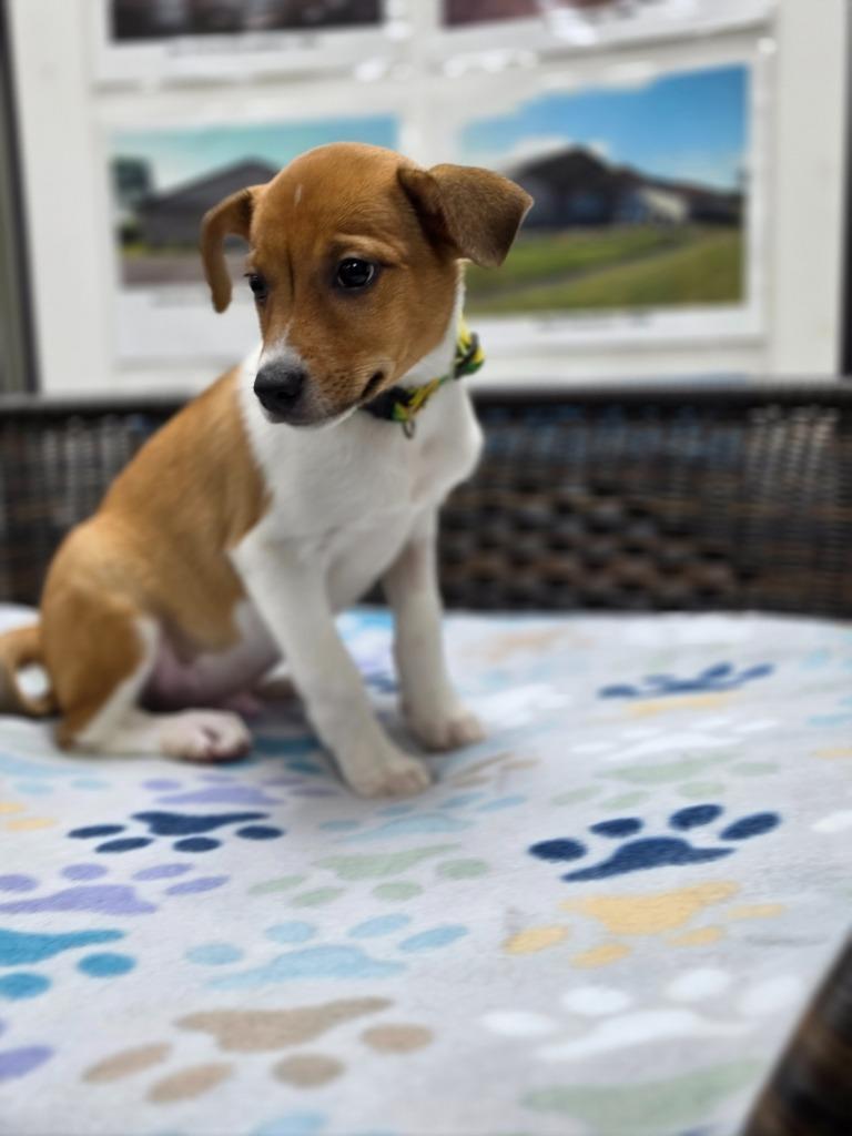 Enlarge Logan, a Adoptable mixed breed in Neillsville, WI image 4/5