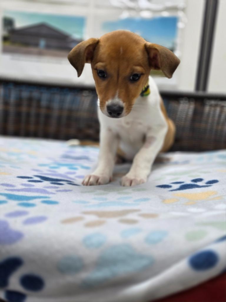 Enlarge Logan, a Adoptable mixed breed in Neillsville, WI image 5/5