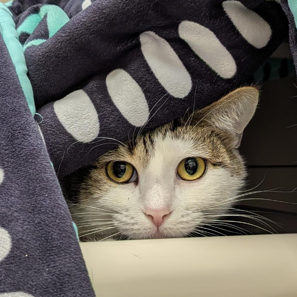 Angel-$99 - See my video!