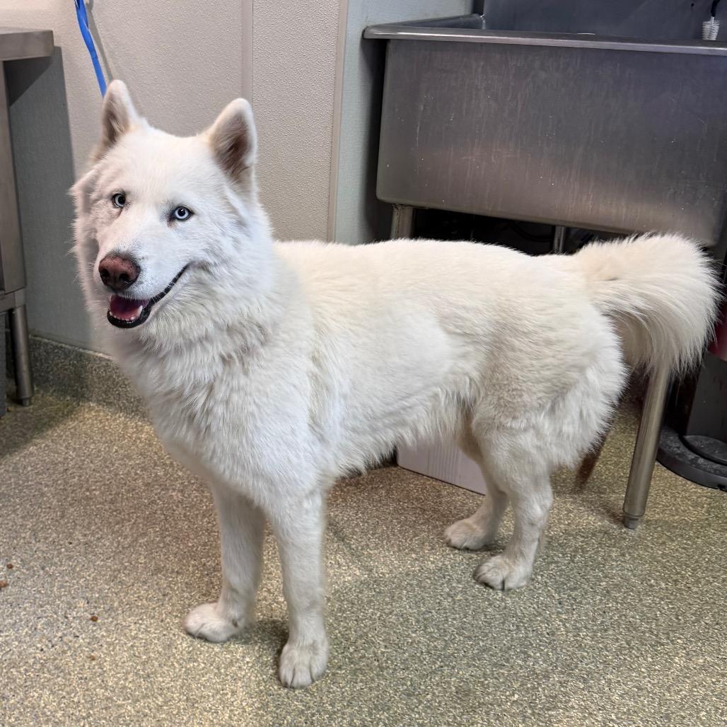 Keme, Adoptable, Adult Male Husky.