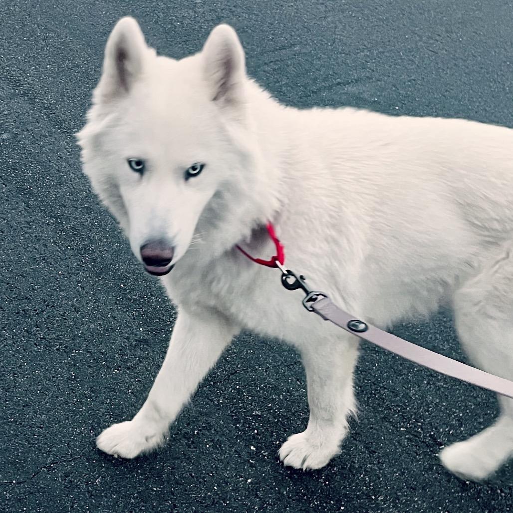 Enlarge Keme, a Adoptable Husky in San Gabriel, CA image 2/4