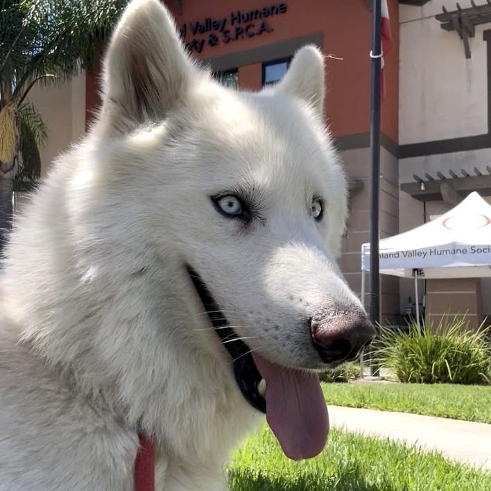 Enlarge Keme, a Adoptable Husky in San Gabriel, CA image 3/4