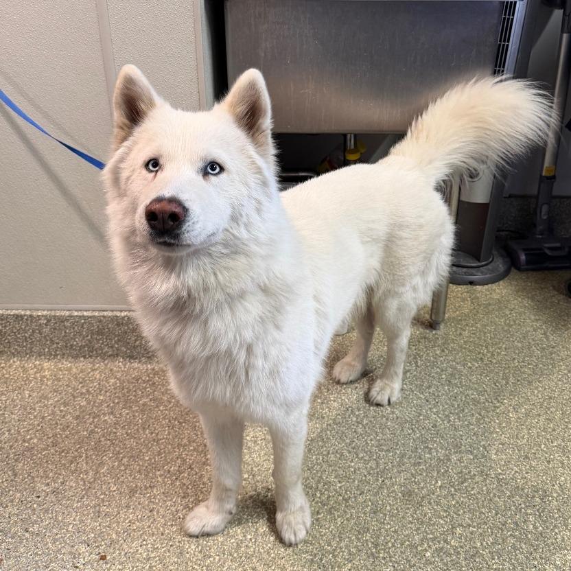 Enlarge Keme, a Adoptable Husky in San Gabriel, CA image 4/4