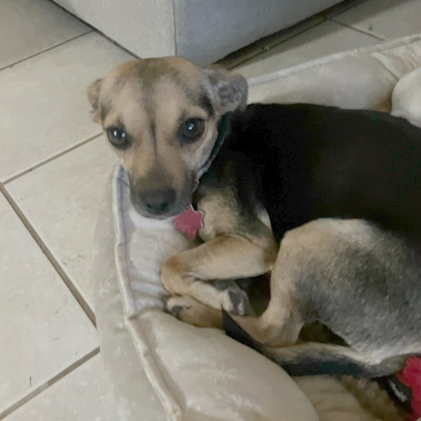 Honey, a Adoptable Chihuahua in Fort Worth, TX image 1/2