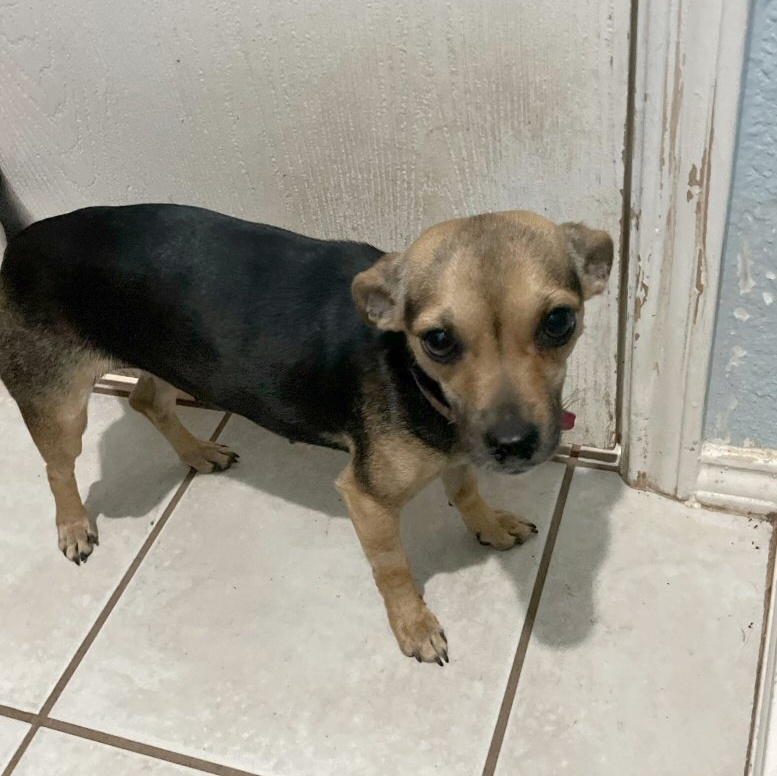 Honey, a Adoptable Chihuahua in Fort Worth, TX image 2/2
