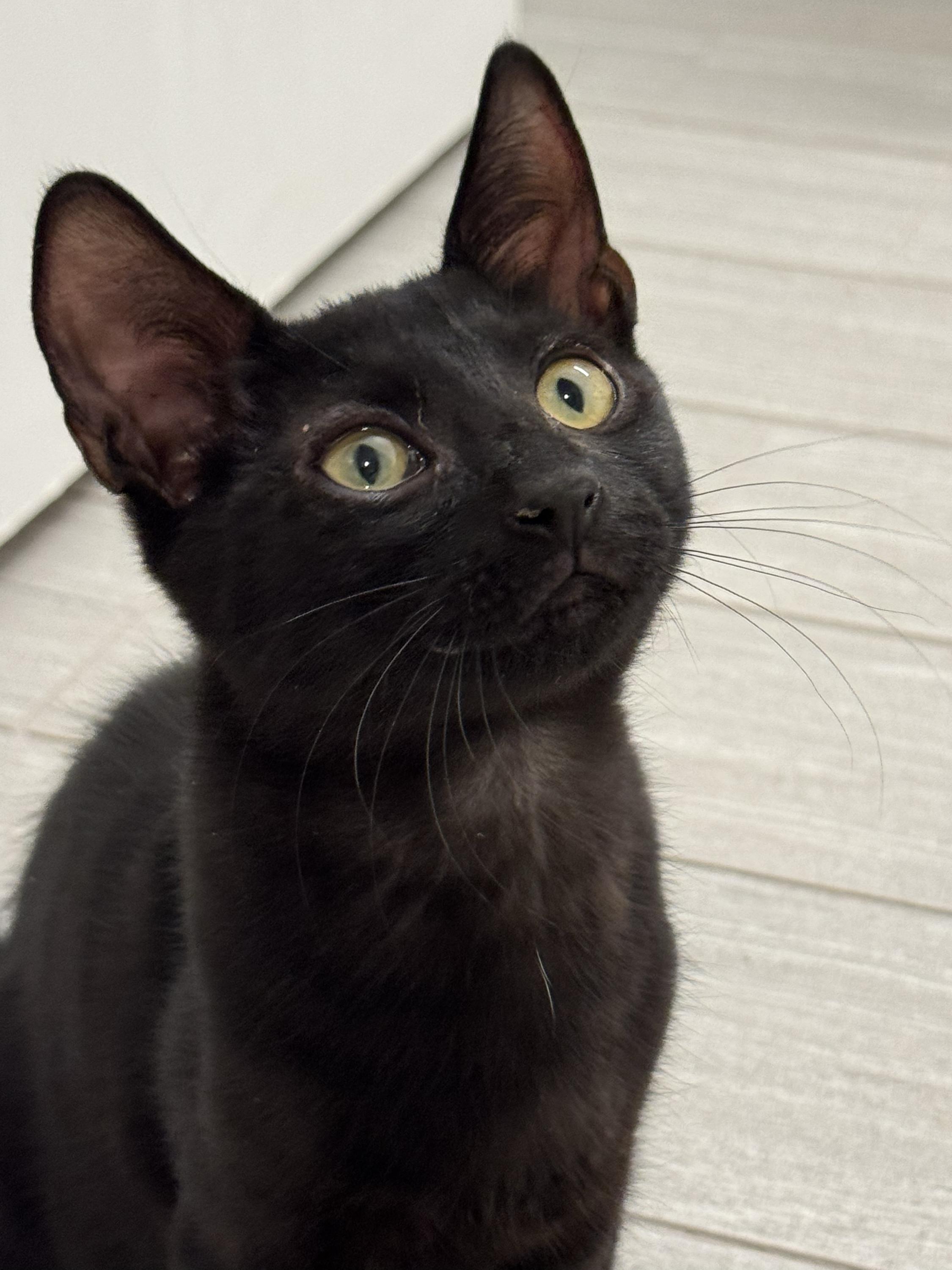 Enlarge Licorice (Bonded to Onyx), a Adoptable Domestic Short Hair in Long Island City, NY image 1/5