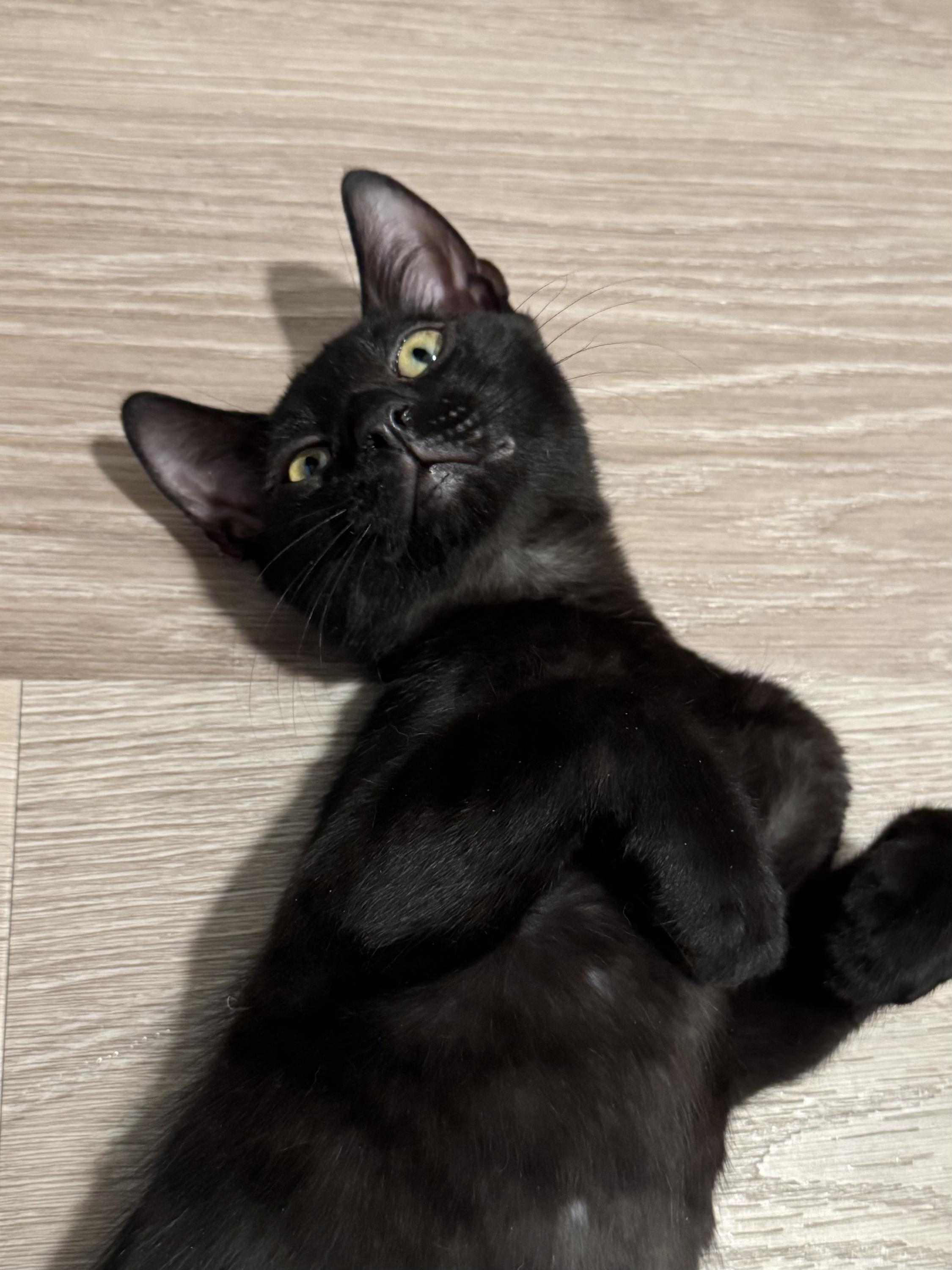 Enlarge Licorice (Bonded to Onyx), a Adoptable Domestic Short Hair in Long Island City, NY image 3/5