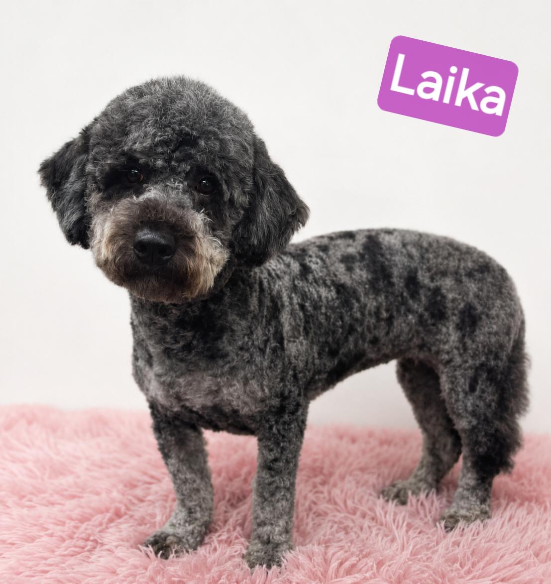 Laika, an adopted Bernadoodle in Wheelersburg, OH image 1/2