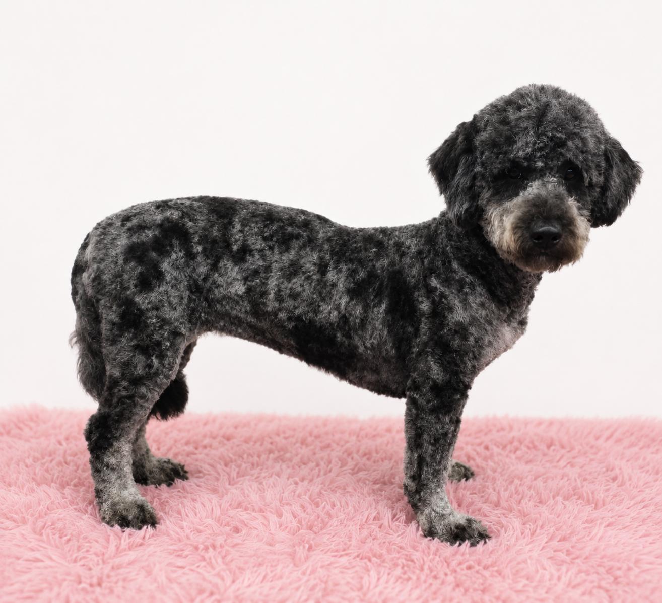 Laika, an adopted Bernadoodle in Wheelersburg, OH image 2/2