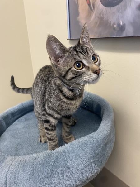 Claw Slaw, Adoptable, Kitten Female Domestic Short Hair.