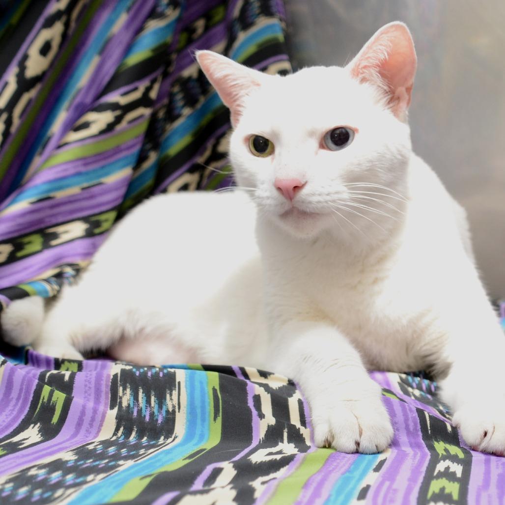 Enlarge Pearl, a Adoptable Domestic Short Hair in Natick, MA image 1/3