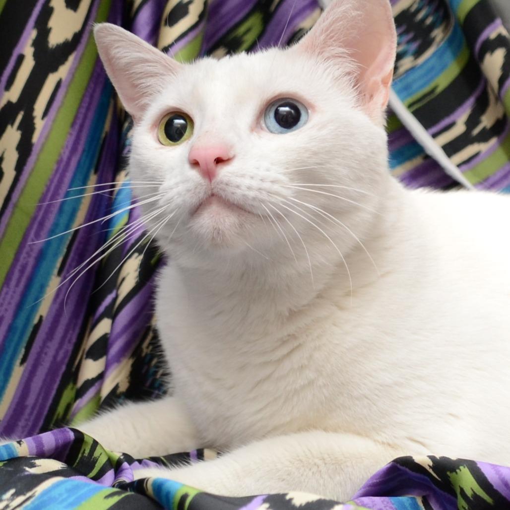 Enlarge Pearl, a Adoptable Domestic Short Hair in Natick, MA image 2/3