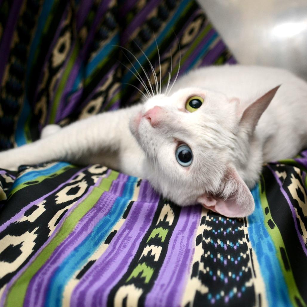 Enlarge Pearl, a Adoptable Domestic Short Hair in Natick, MA image 3/3