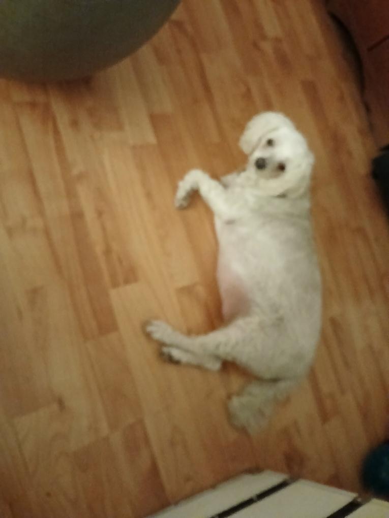 Enlarge Piper, a Adopted mixed breed in Hurricane, UT image 1/4