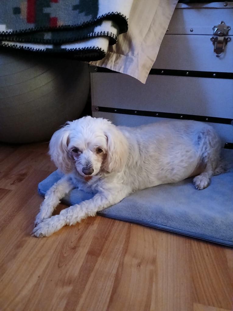 Enlarge Piper, a Adopted mixed breed in Hurricane, UT image 3/4