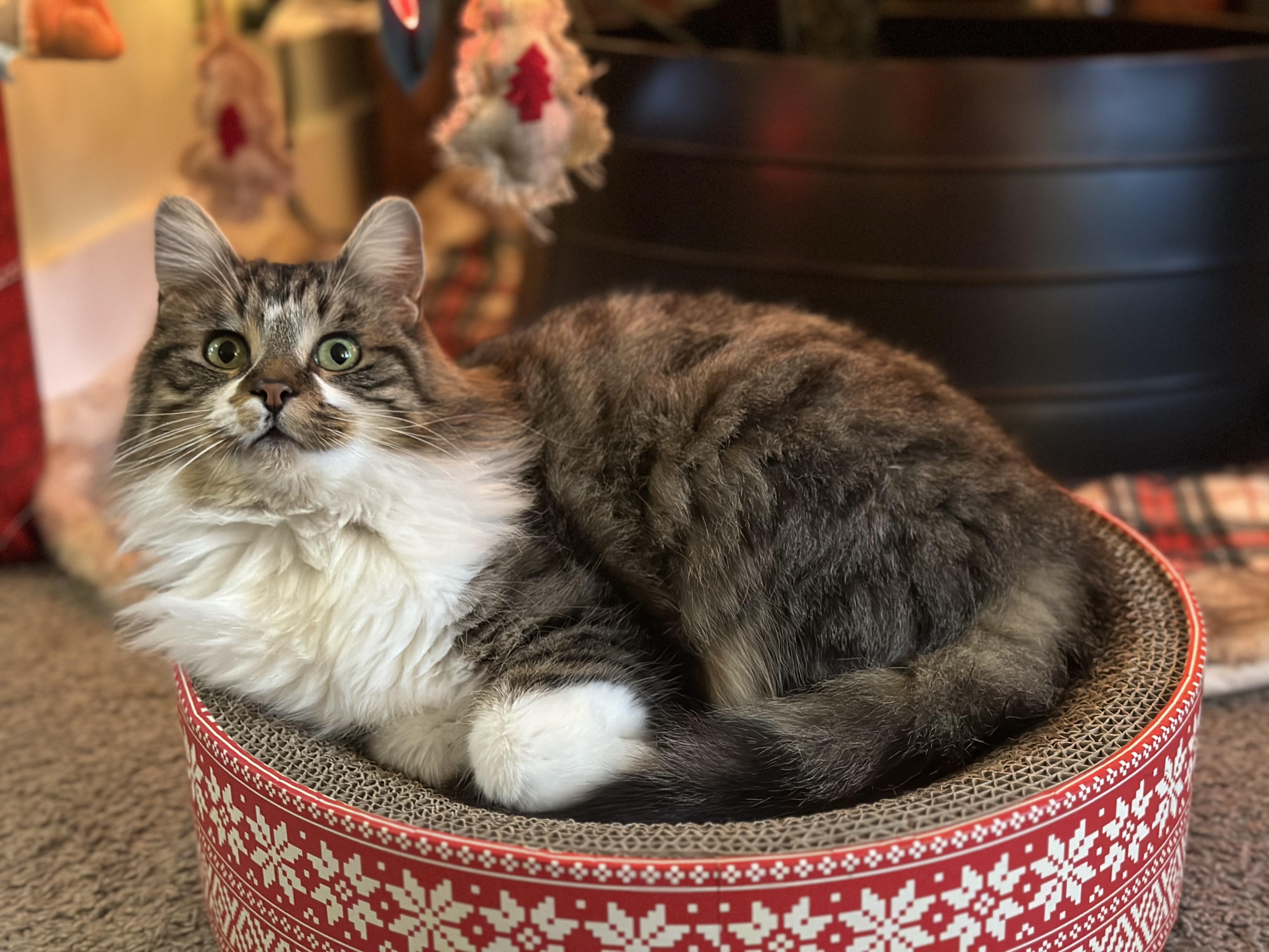 Enlarge Banjo, an adopted Domestic Long Hair in Detroit, MI image 2/3