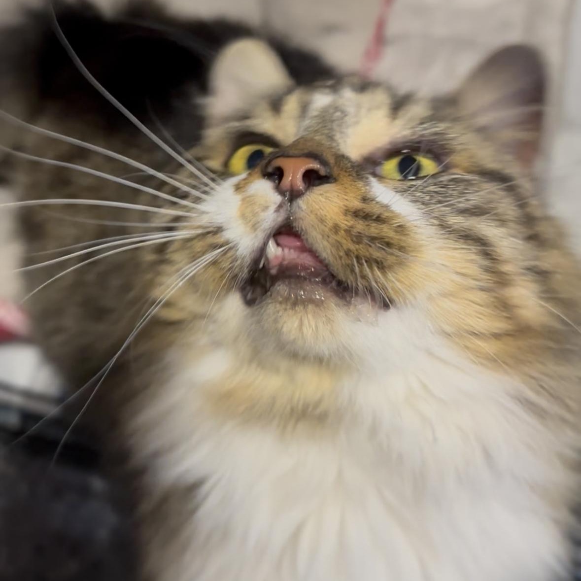 Banjo, adopted, Young Female Domestic Long Hair.