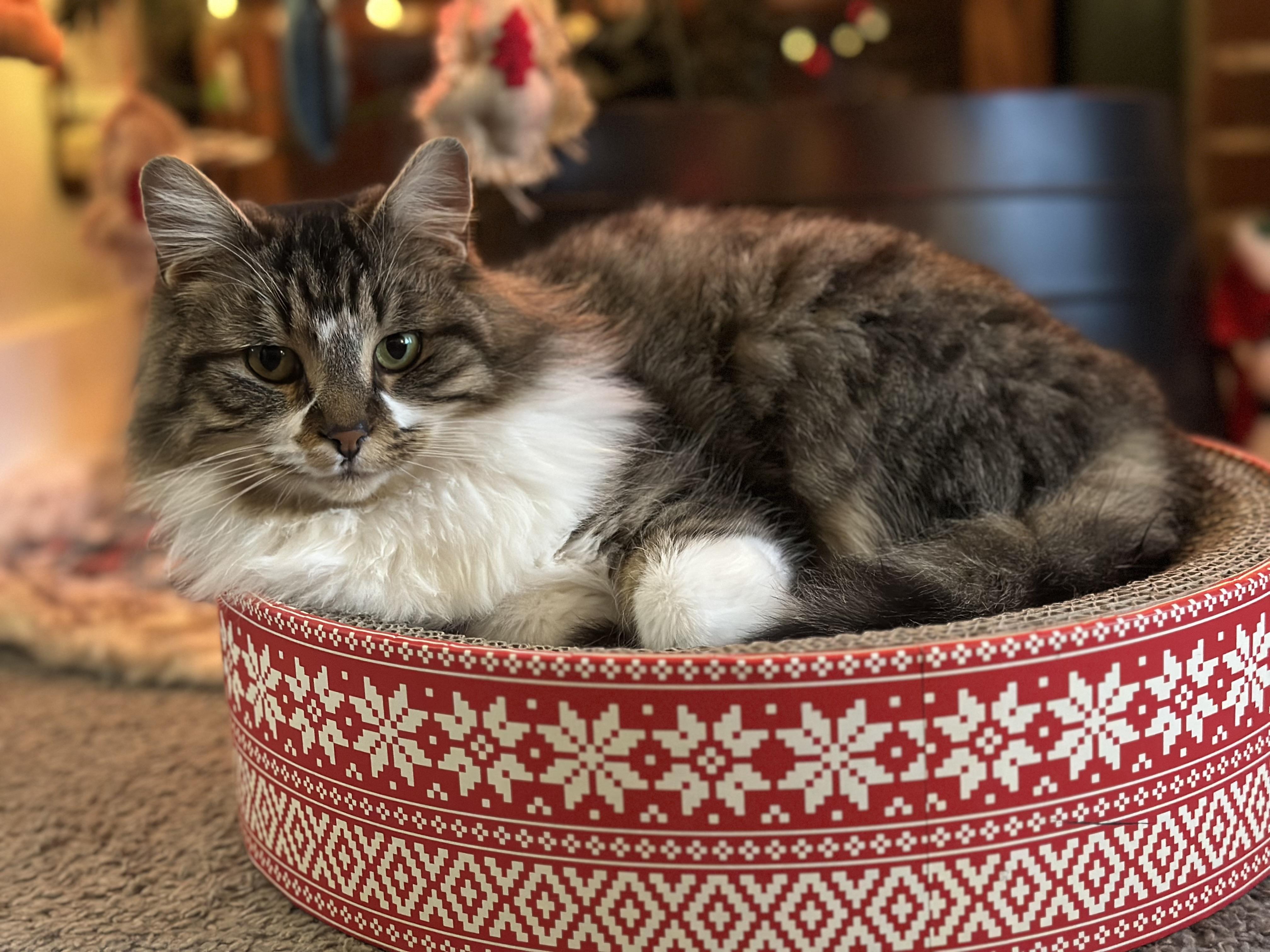 Enlarge Banjo, an adopted Domestic Long Hair in Detroit, MI image 3/3