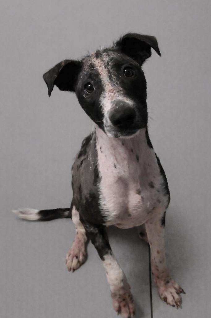 Pinky, Adoptable, Young Female Mixed Breed.