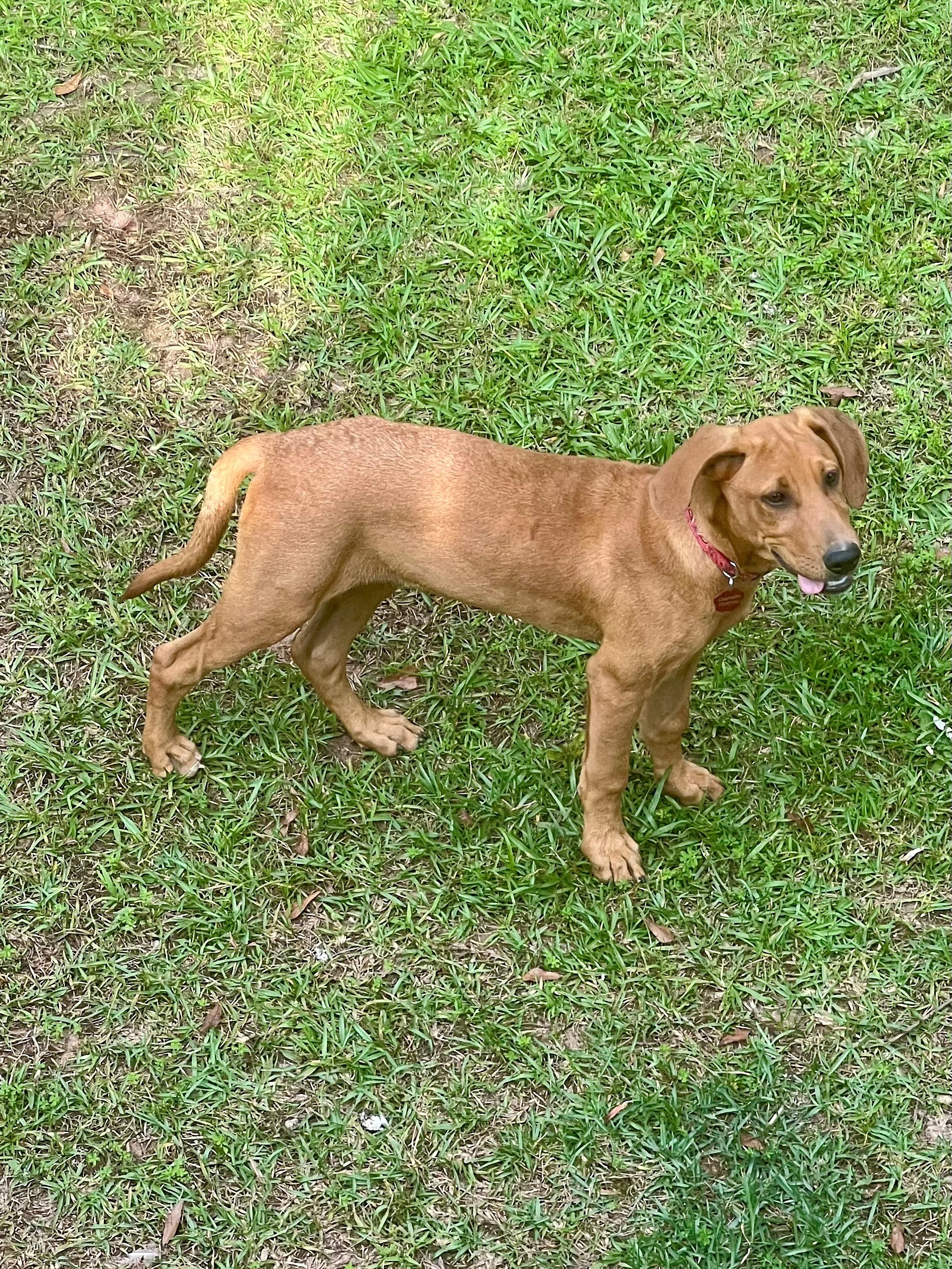 Enlarge Max, an adopted mixed breed in Stone Mountain, GA image 1/3