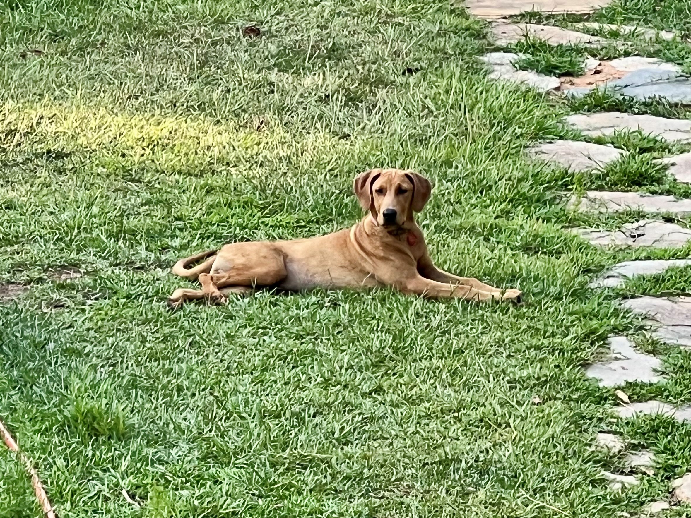 Enlarge Max, an adopted mixed breed in Stone Mountain, GA image 2/3