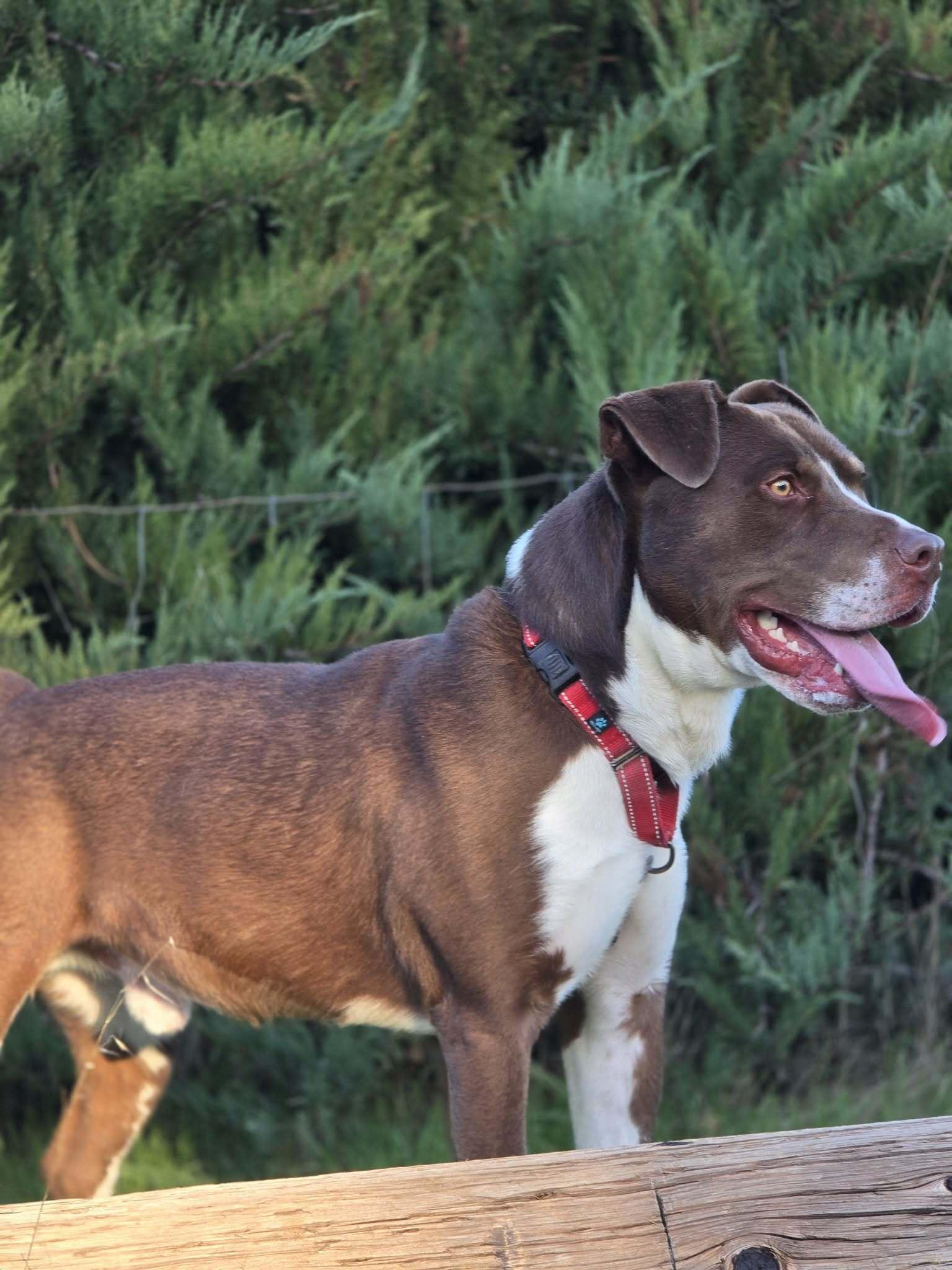 Patch Adams, Adoptable, Adult Male Pit Bull Terrier & Chocolate Labrador Retriever.