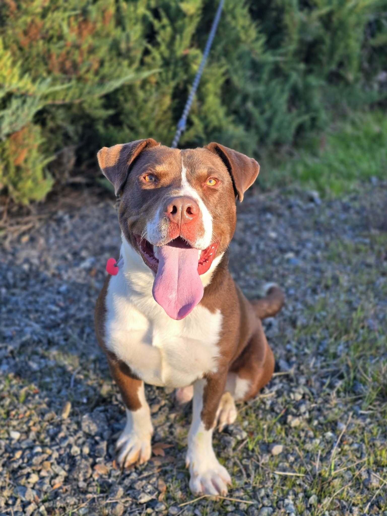 Enlarge Patch Adams, a Adoptable mixed breed in Grants Pass, OR image 2/5