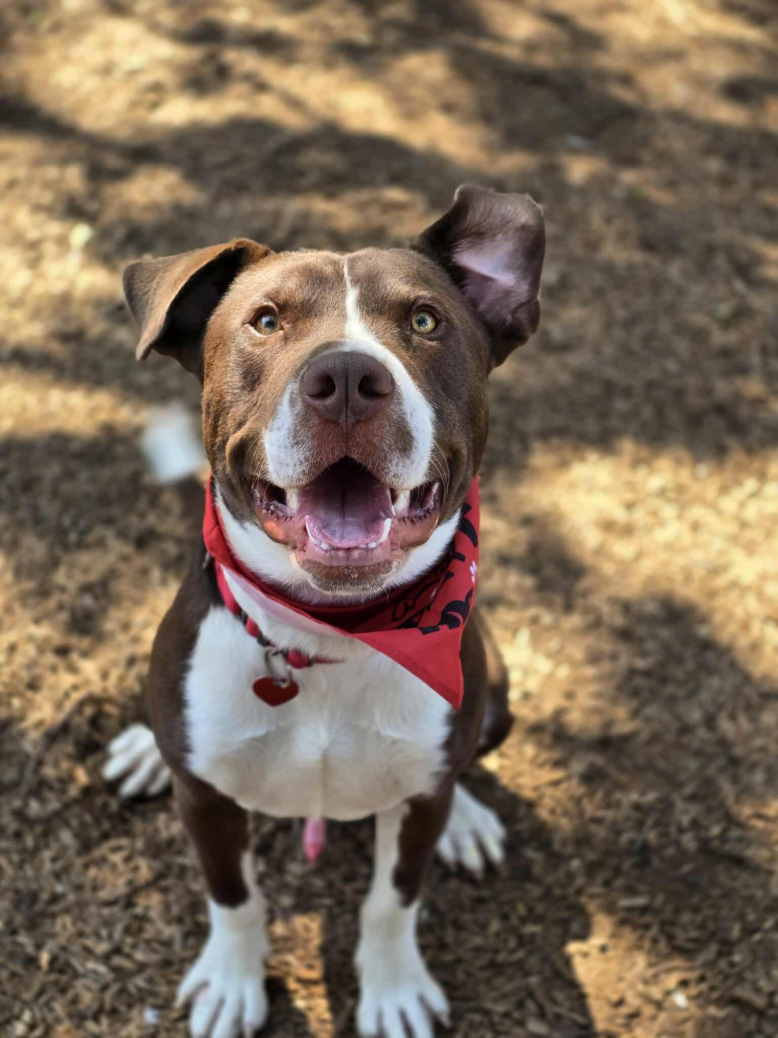 Enlarge Patch Adams, a Adoptable mixed breed in Grants Pass, OR image 3/5