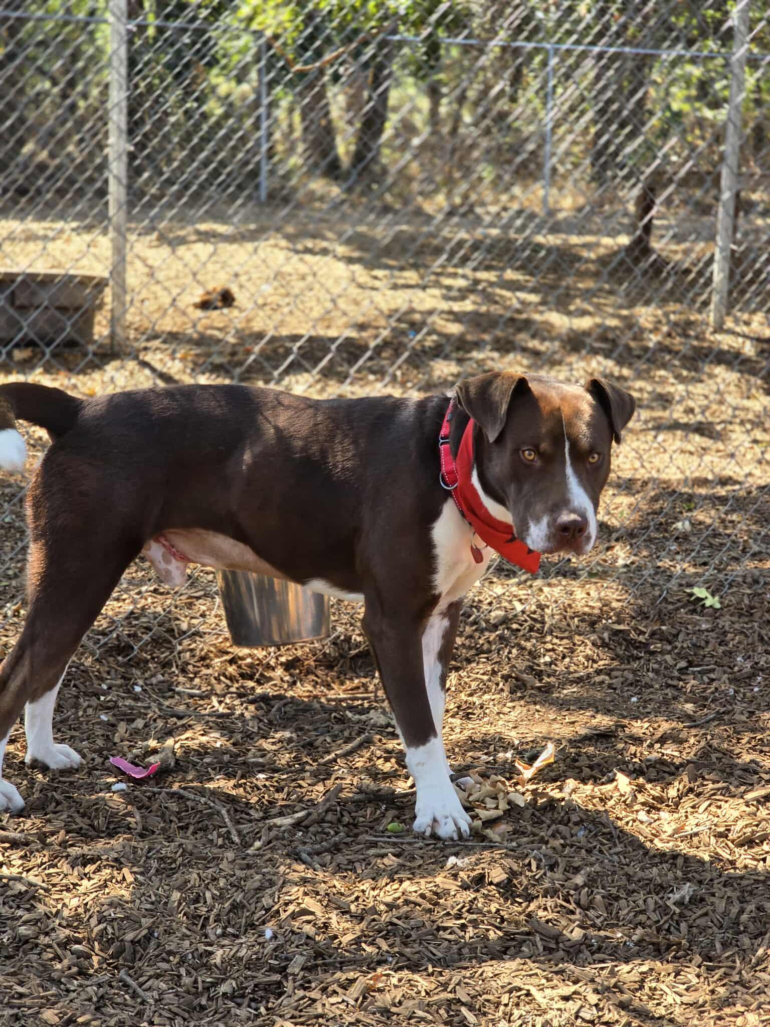 Patch Adams, an adoptable Pit Bull Terrier, Chocolate Labrador Retriever in Grants Pass, OR, 97526 | Photo Image 2