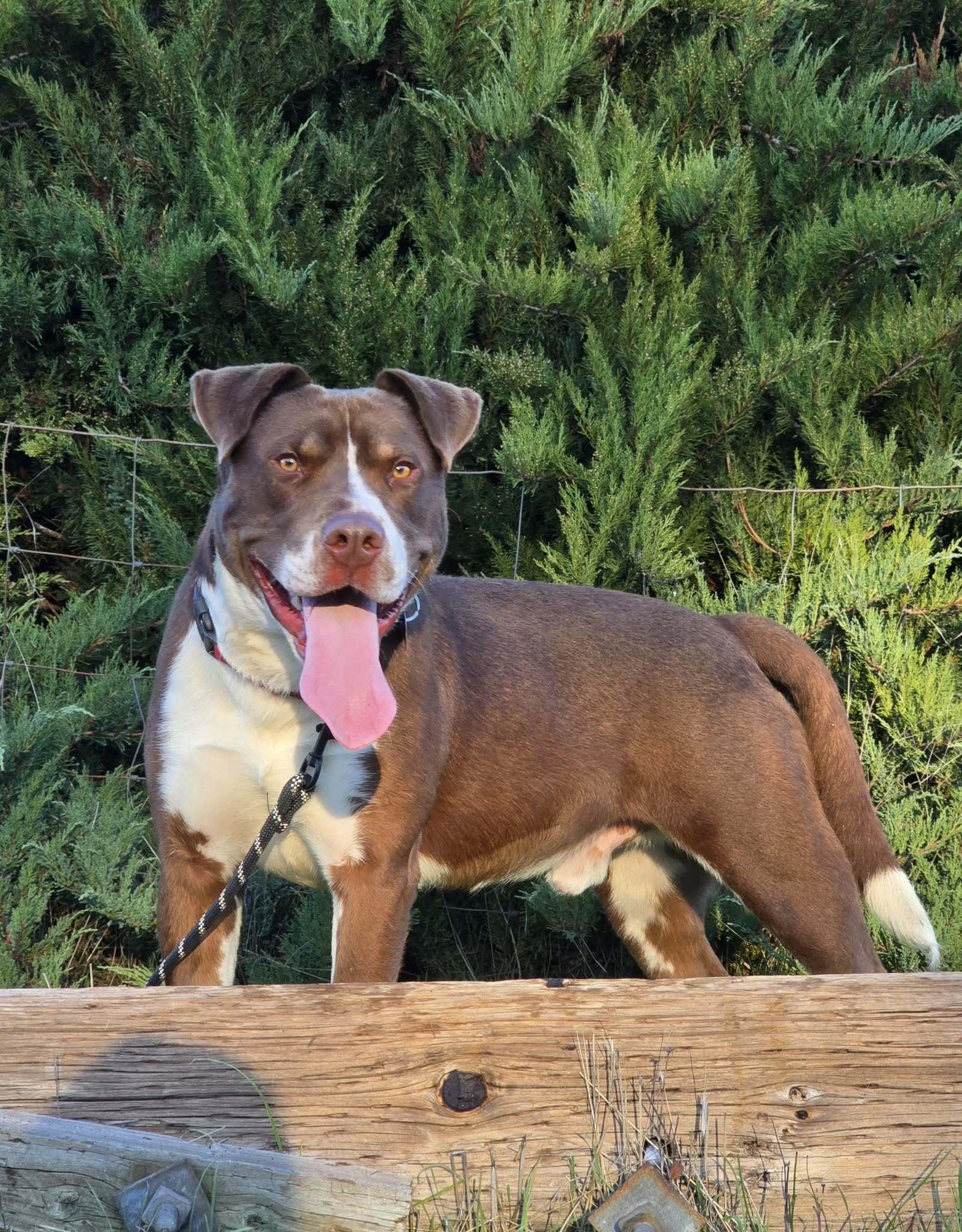 Enlarge Patch Adams, a Adoptable mixed breed in Grants Pass, OR image 5/5