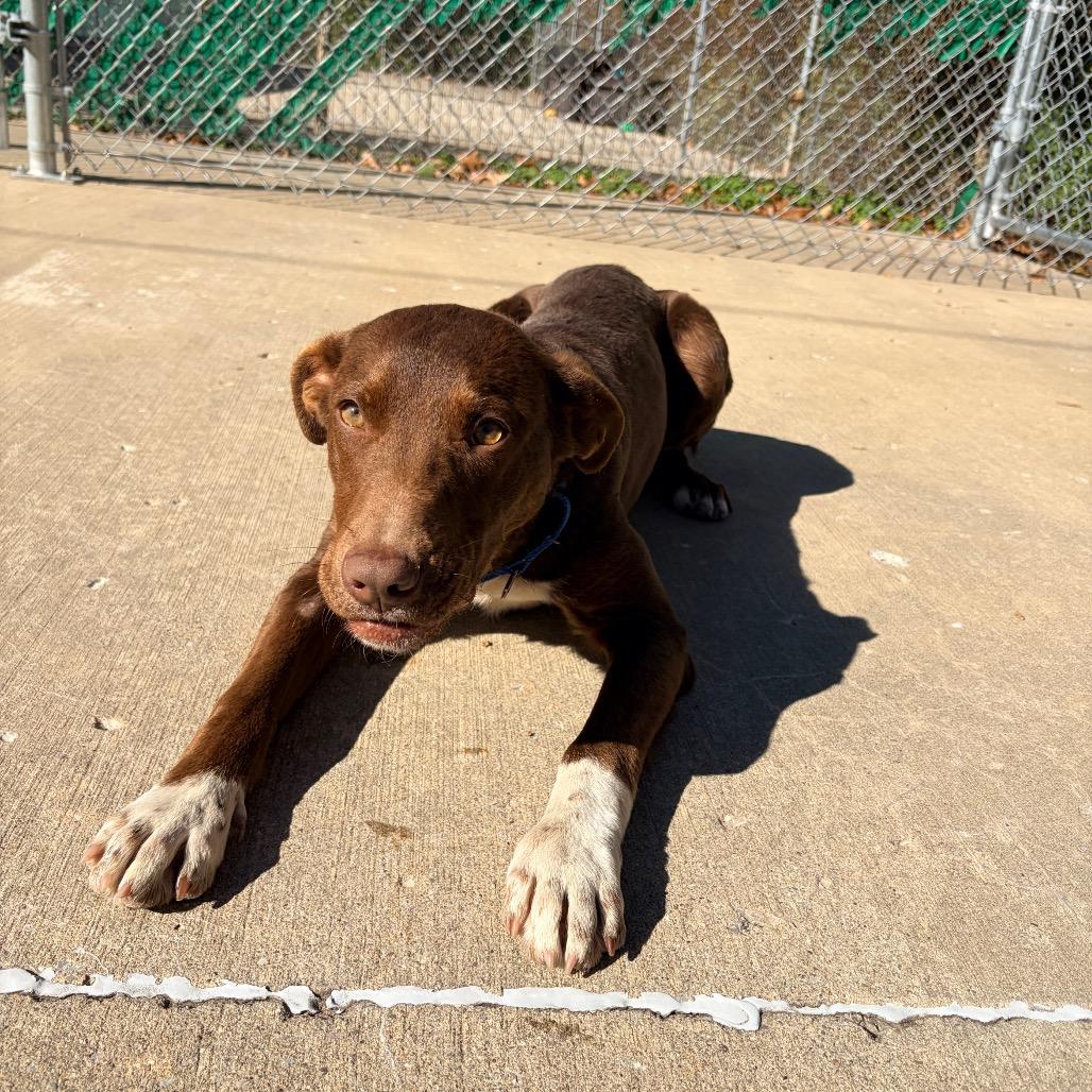 Enlarge Bernie, a Adoptable mixed breed in Belleville, IL image 1/6