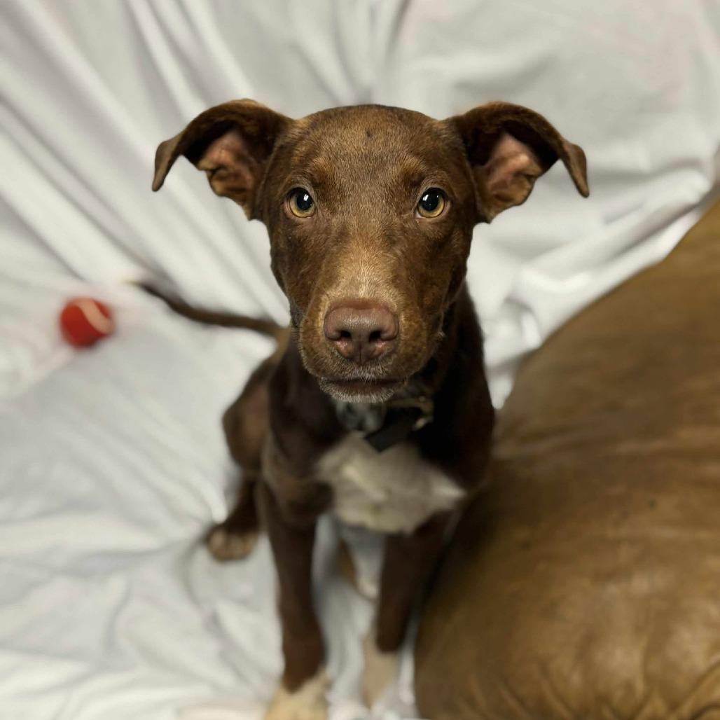 Enlarge Bernie, a Adoptable mixed breed in Belleville, IL image 2/6