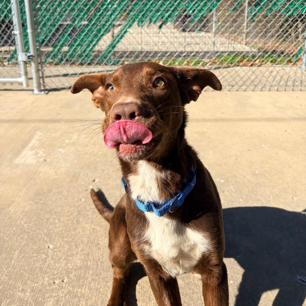 Enlarge Bernie, a Adoptable mixed breed in Belleville, IL image 3/6