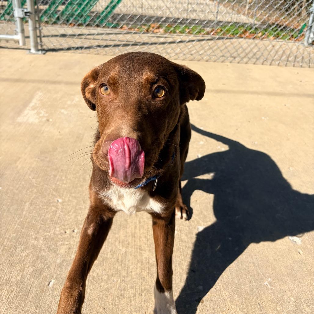 Enlarge Bernie, a Adoptable mixed breed in Belleville, IL image 4/6