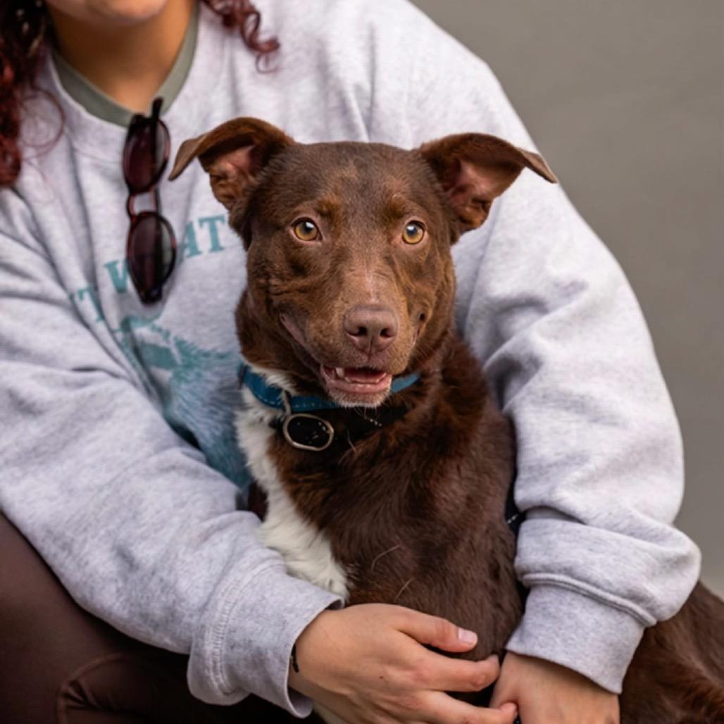 Enlarge Bernie, a Adoptable mixed breed in Belleville, IL image 5/6