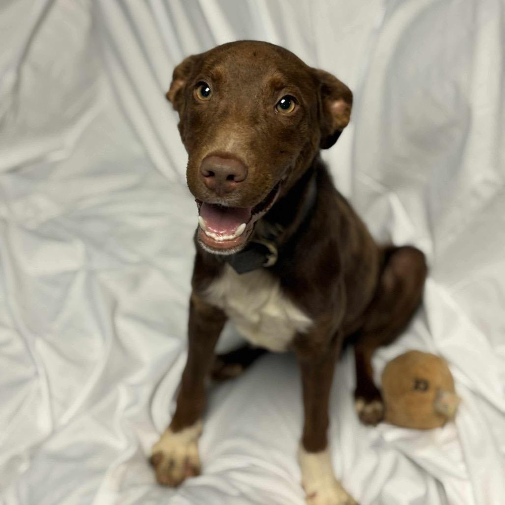 Enlarge Bernie, a Adoptable mixed breed in Belleville, IL image 6/6