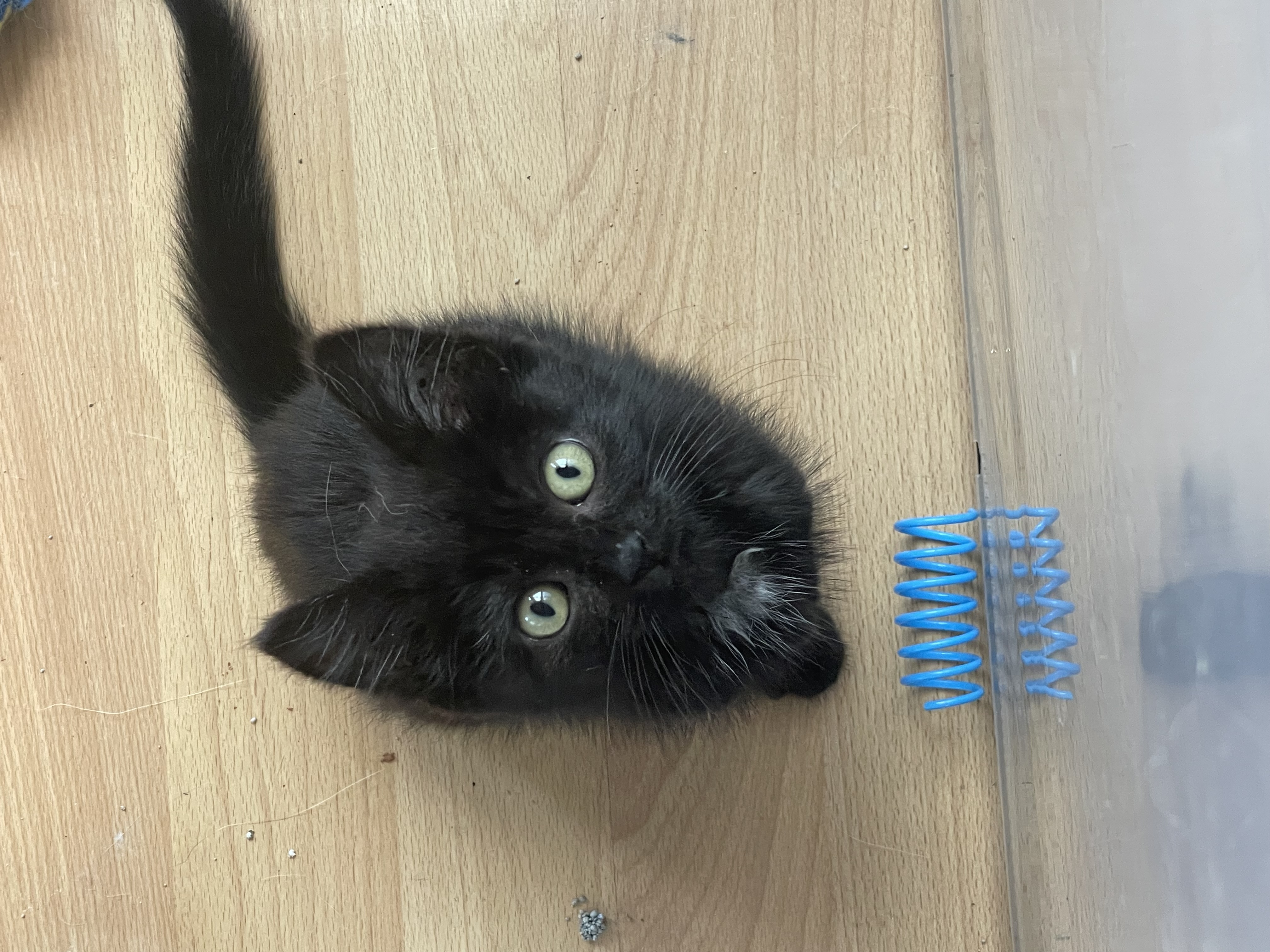 Enlarge Biscuit, a Adopted Domestic Medium Hair in Waseca, MN image 1/1