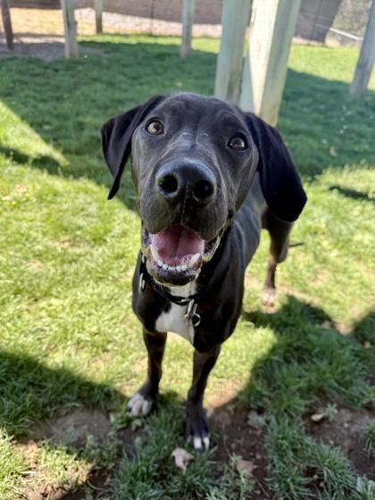 Mocha, ADOPTABLE, Adult Male Mixed Breed.