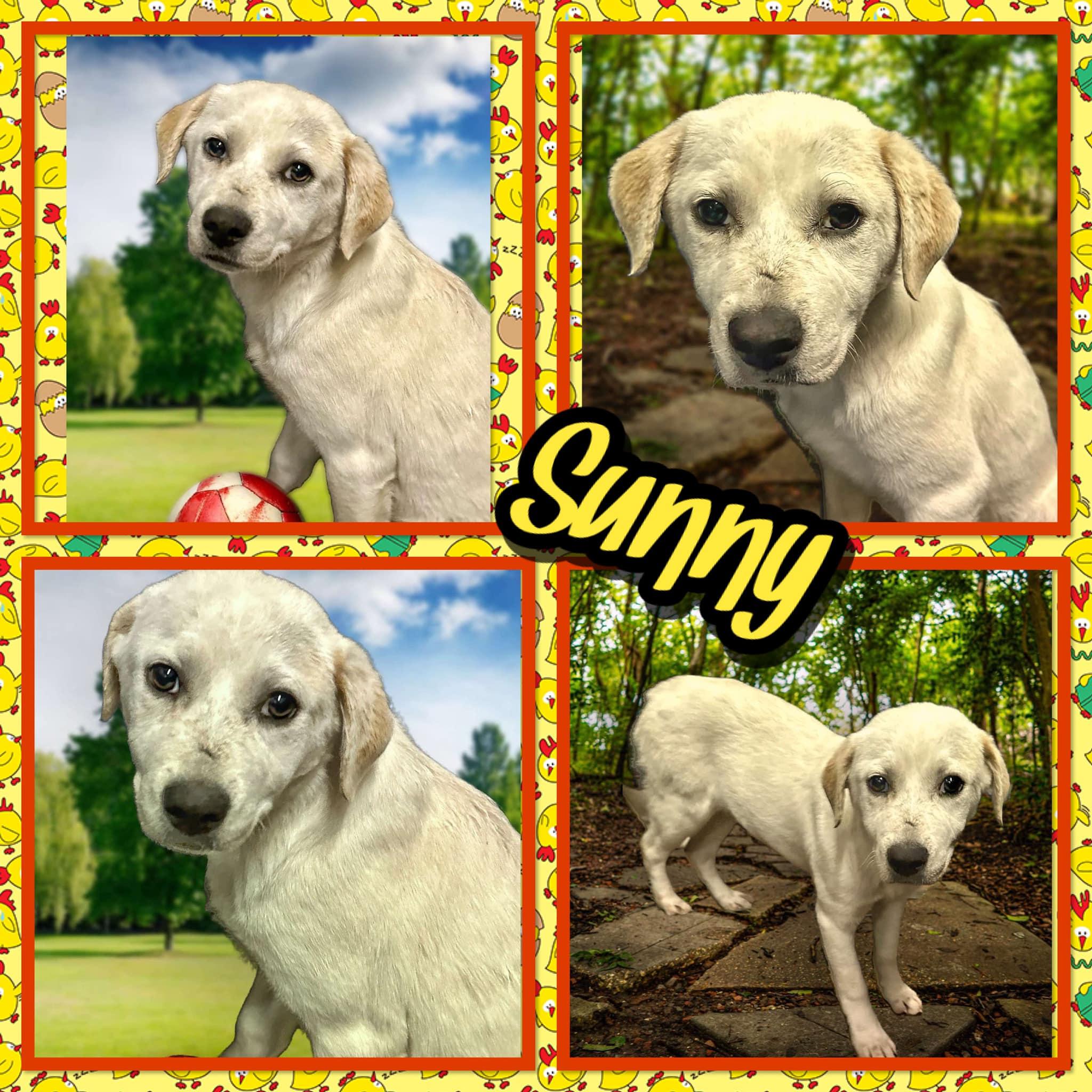 Sunny, Adoptable, Young Female Retriever.