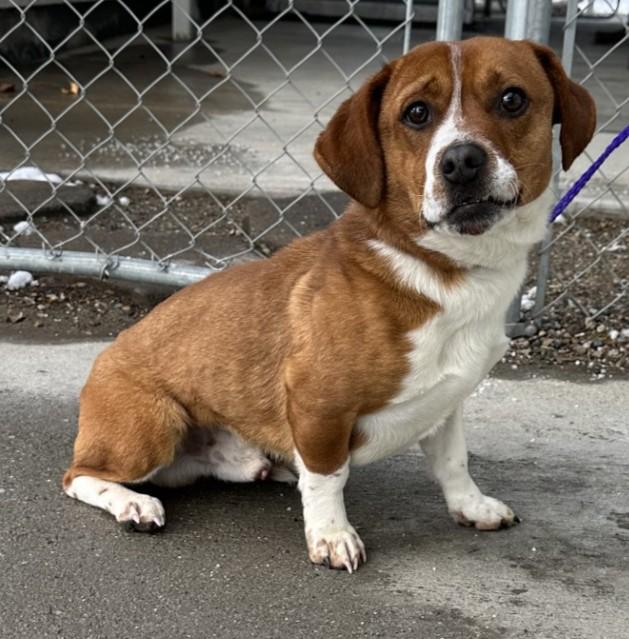Enlarge 60068567, a ADOPTABLE mixed breed in Elko, NV image 1/1