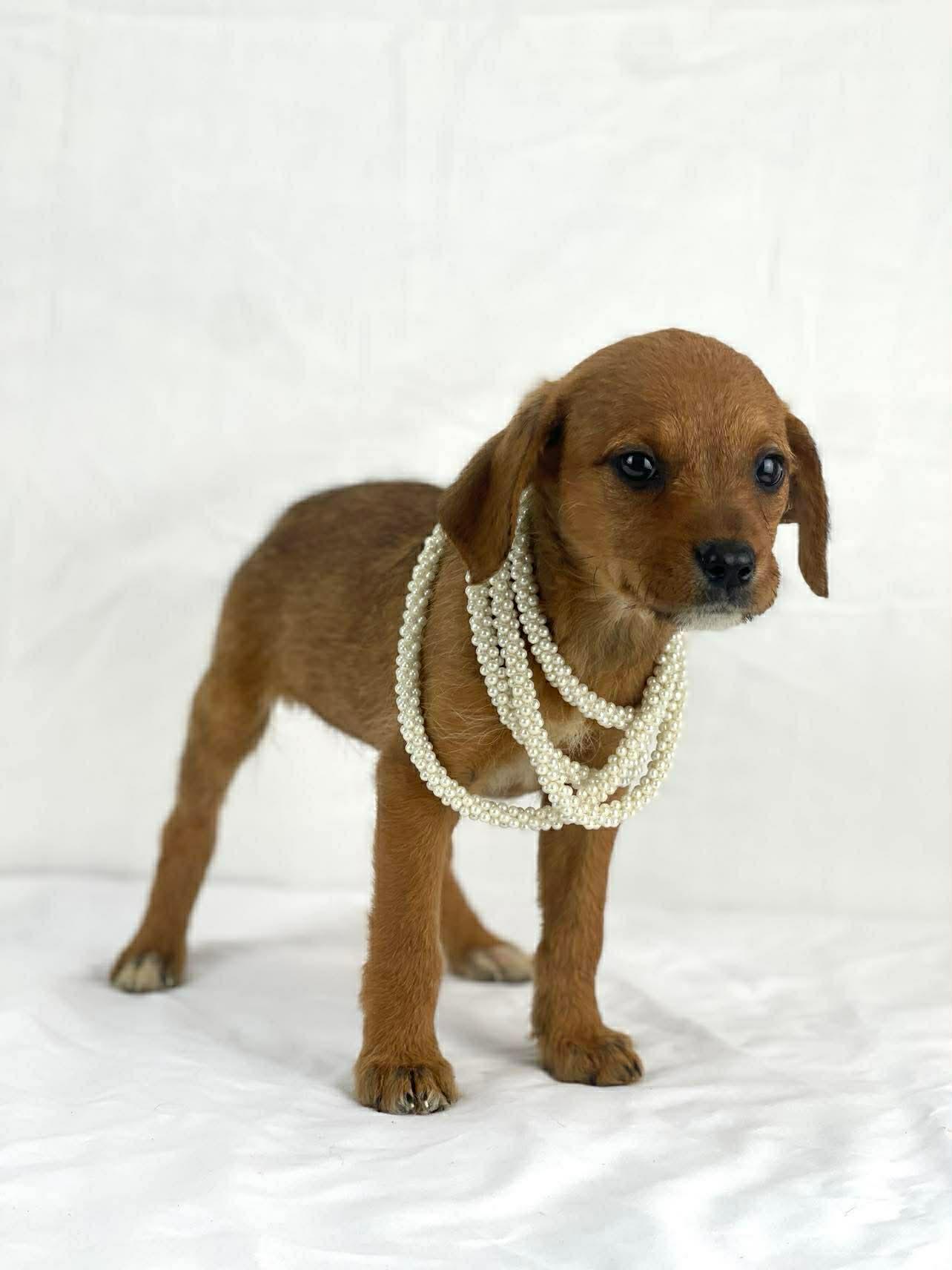 Daisy the mixed breed puppy, a Adoptable mixed breed in Muskego, WI image 2/2