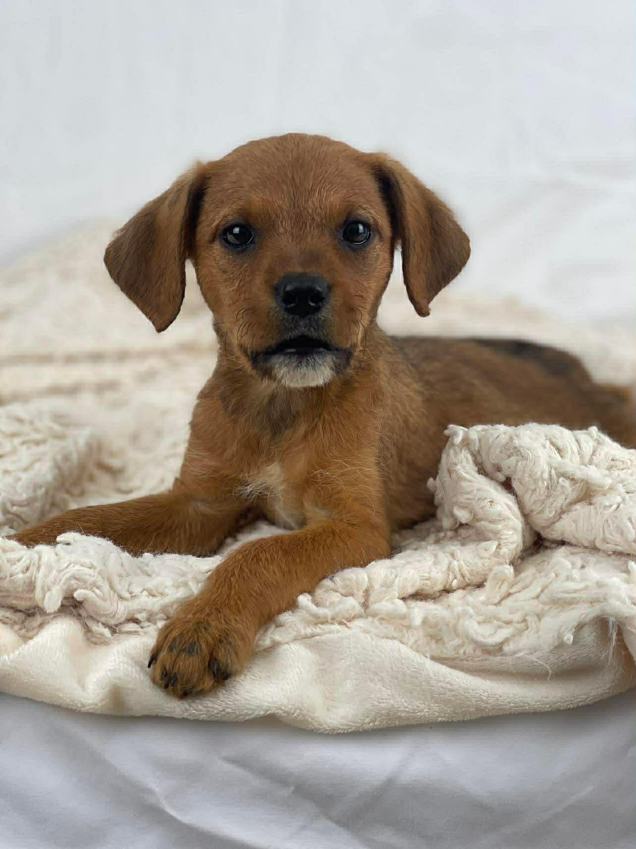 Daisy the mixed breed puppy, a Adoptable mixed breed in Muskego, WI image 1/2