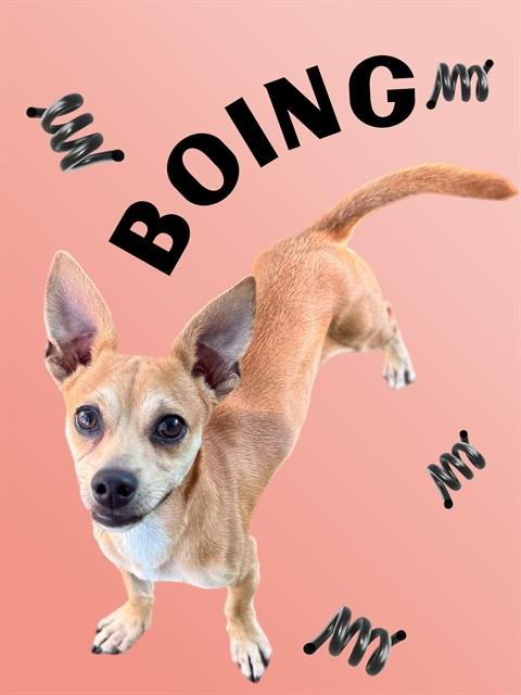 BOING, Adoptable, Young Male Chihuahua & Mixed Breed.
