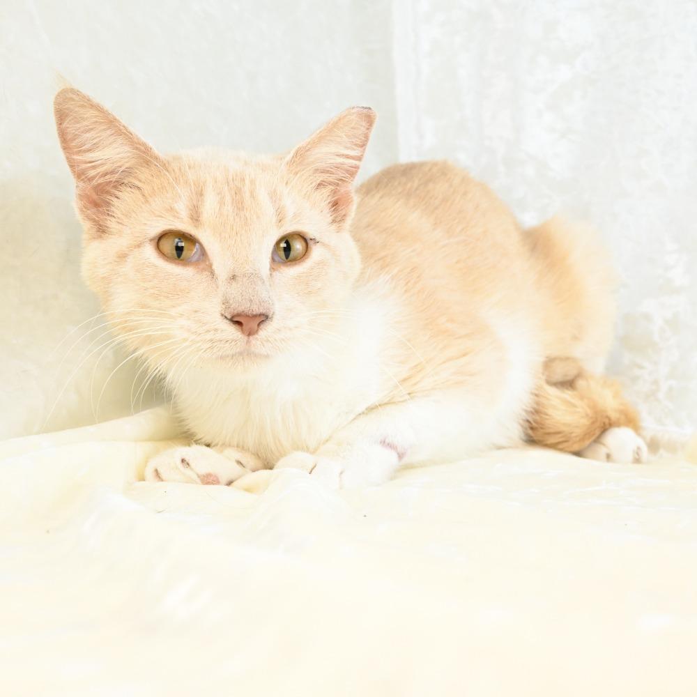 Mindy, Adoptable, Young Female Domestic Short Hair.